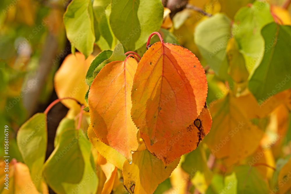 Obraz premium Colorful apricot (Prunus armeniaca) leaves in the Mediterranean nature in autumn
