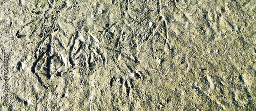 Bird's feet background. Prints of ducks' legs on a muddy shoal, shelducks (Tadorna tadorna)