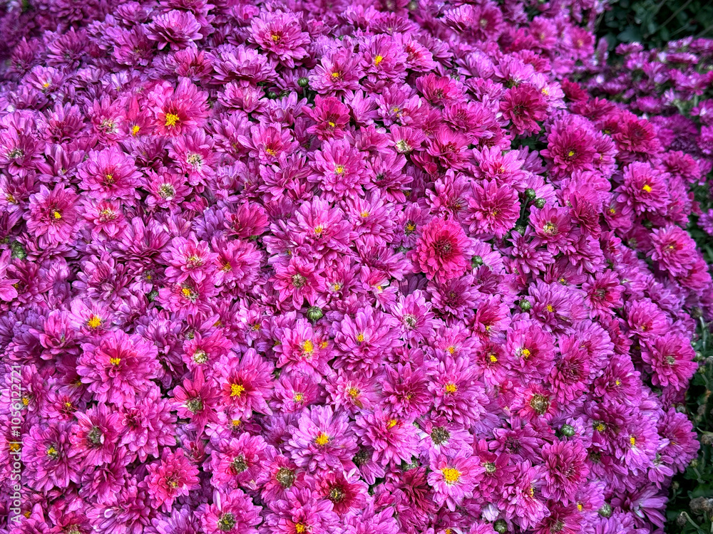 Obraz premium Chrysanthemum flowers pink blooms garden mums