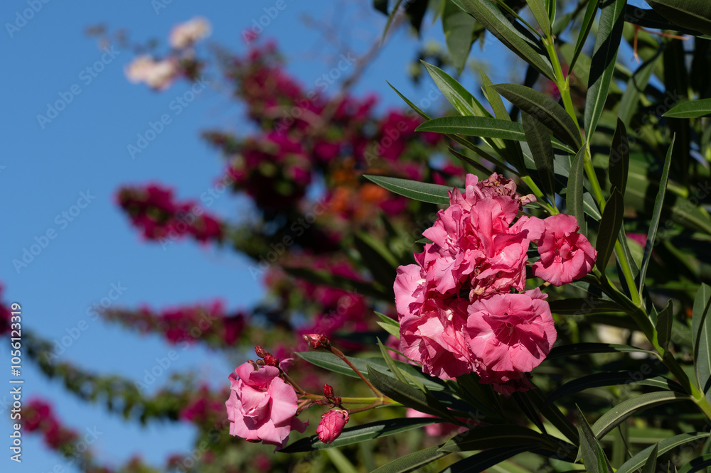 Pink Oleander Flowers in Sunlight Close-Up
. Close-up of vibrant pink oleander flowers in bloom with green leaves, illuminated by sunlight, capturing the essence of Mediterranean flora.
Pink Oleander Flowers in Sunlight Close-Up
. Close-up of vibrant pink oleander flowers in bloom with green leaves, illuminated by sunlight, capturing the essence of Mediterranean flora.