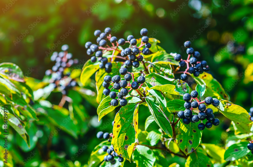 Black berries of dogwood Cornus foemina on bush with green leaves. Autumn berries in the wild. Black berries of dogwood Cornus foemina on bush with green leaves. Autumn berries in the wild.