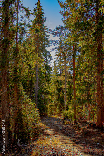 mountain road in the mountains