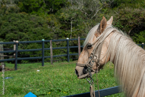 horse with saddle inside a tourist farm