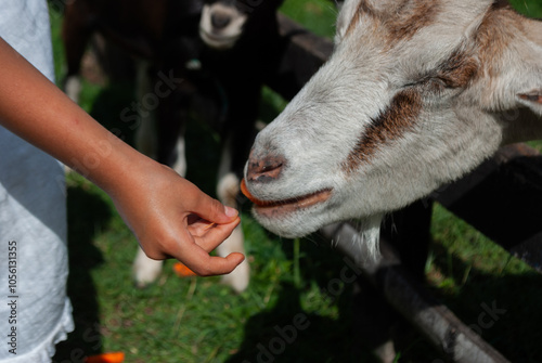 girl feeding a goat, inside a farmhouse, sunny day