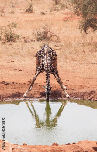 The awkward stance of a giraffe, bending down to drink water