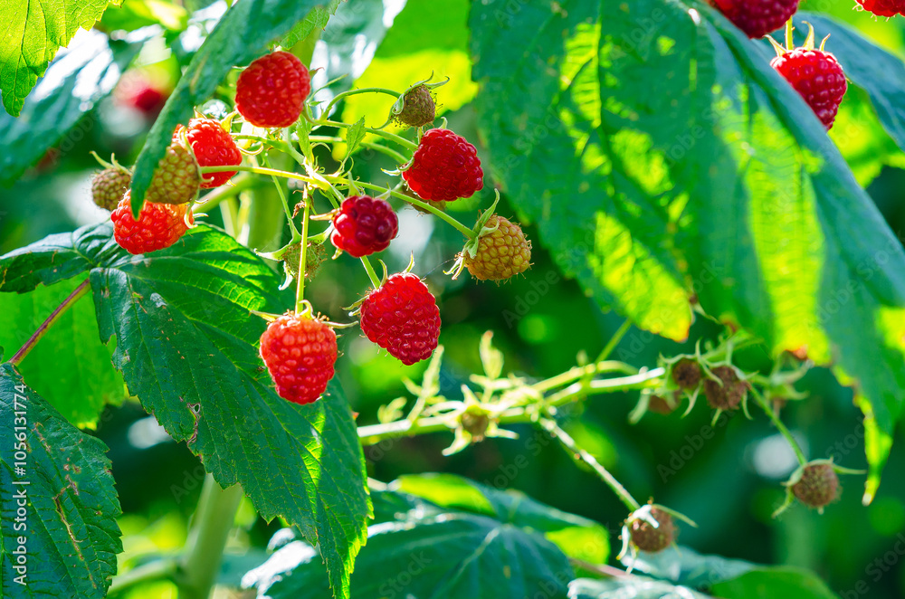 Juicy red raspberry berries on bush illuminate by sun. Unripe green berries nearby. Secrets of care. Juicy red raspberry berries on bush illuminate by sun. Unripe green berries nearby. Secrets of care.