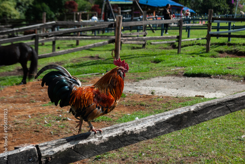 funny rooster running on top of a fence, on a farm