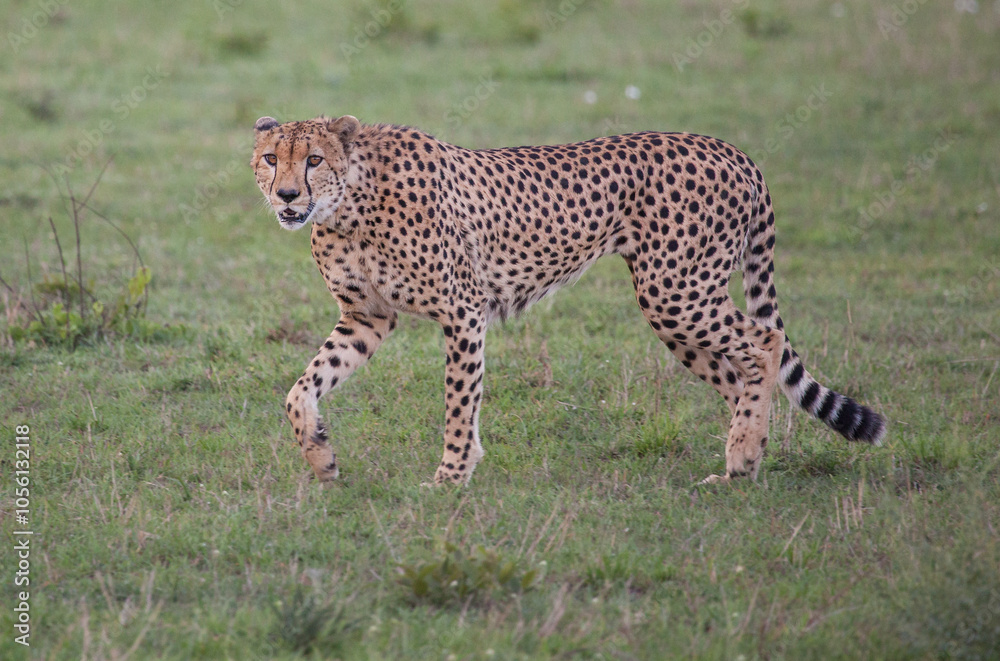 Fototapeta premium Impressive closeup of a cheetah walking in green grass in Africa