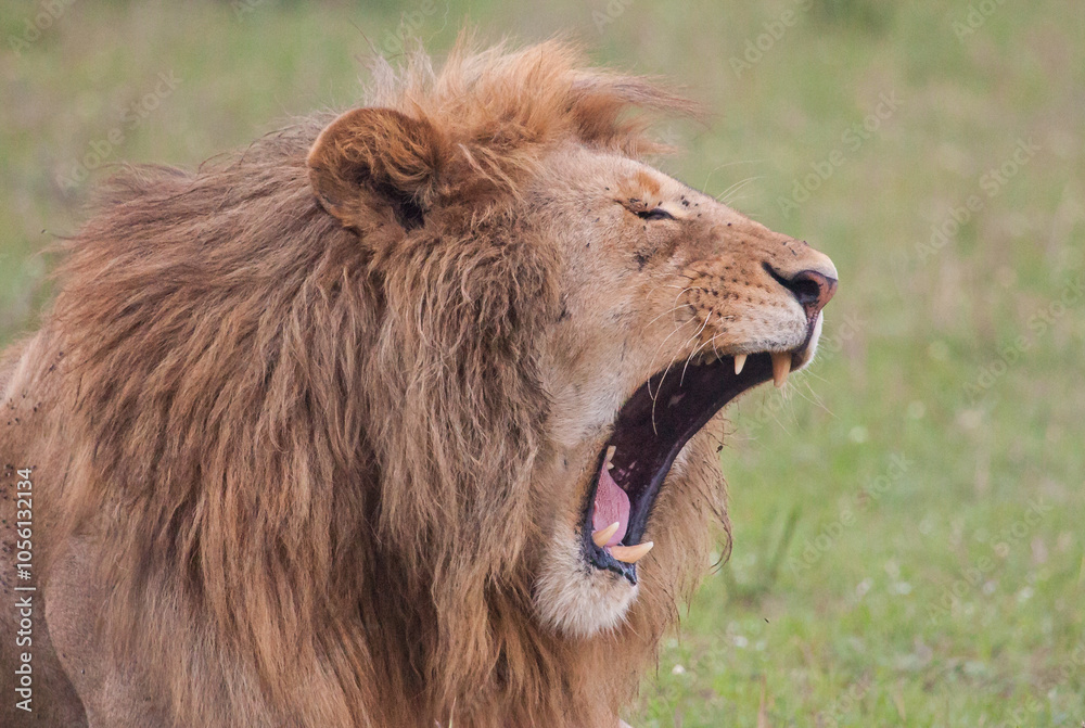 Lion roaring and showing off impressive teeth Lion roaring and showing off impressive teeth