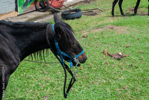 horse with saddle inside a tourist farm