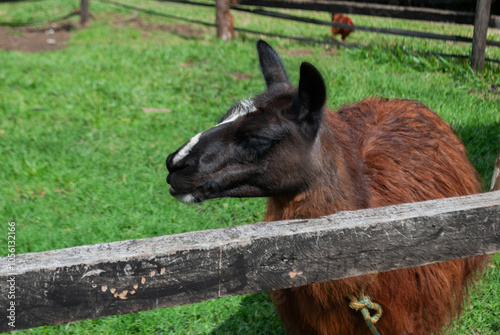 brown llama or lama, inside a farmhouse