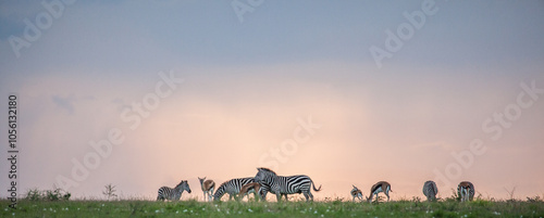 Photography Zebra and antelope walk a grassy ridgeline in this Africa safari photo made more