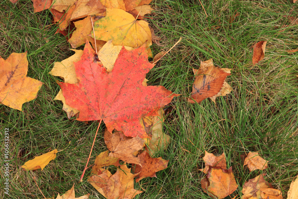 Many autumn fallen maple leaves on the meadow. Fallen autumn leaves on the grass, yellow maple leaves on a sunny day. Nature background. Fallen yellow leaves on the ground. Autumn background Many autumn fallen maple leaves on the meadow. Fallen autumn leaves on the grass, yellow maple leaves on a sunny day. Nature background. Fallen yellow leaves on the ground. Autumn background