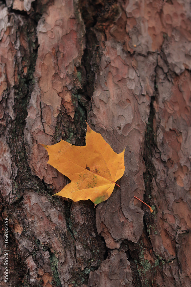 Yellow autumn leaf against the background of pine bark. Fallen leaf stuck in the bark of a nearby tree. Natural autumn background. Autumn colors in the forest, close-up of a leaf Yellow autumn leaf against the background of pine bark. Fallen leaf stuck in the bark of a nearby tree. Natural autumn background. Autumn colors in the forest, close-up of a leaf