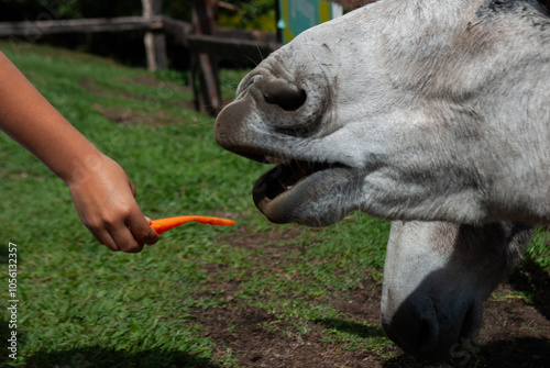 girl feeding a donkey inside a farm