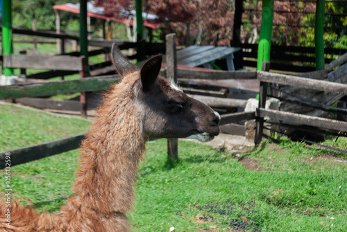 brown llama or lama, inside a farmhouse