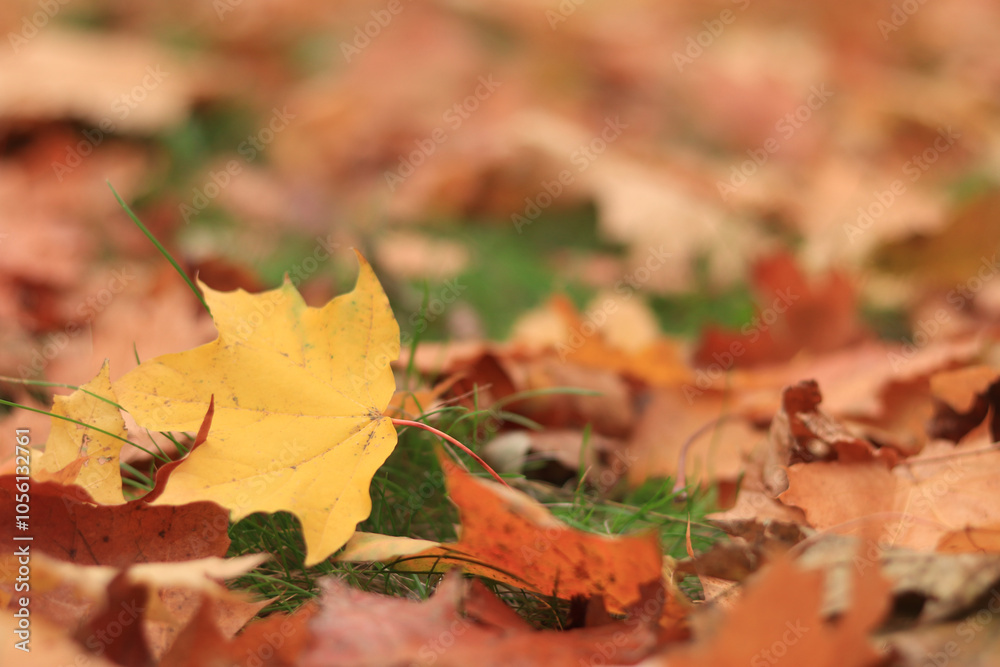 Autumn leaf close-up, selective focus. Fallen autumn leaves on the grass, yellow maple leaf. Nature background. Fallen yellow leaves on the ground. Autumn background Autumn leaf close-up, selective focus. Fallen autumn leaves on the grass, yellow maple leaf. Nature background. Fallen yellow leaves on the ground. Autumn background