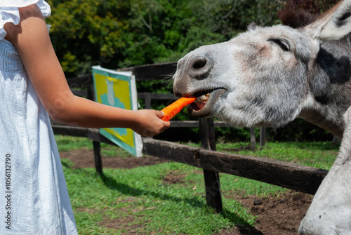 girl feeding a donkey inside a farm