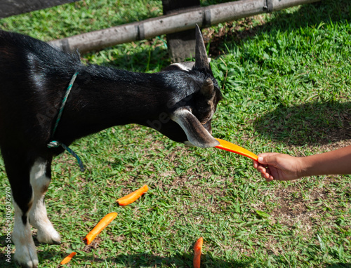 girl feeding a goat, inside a farmhouse, sunny day