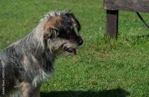 cute dog without breed posing for a photo, in a green area or park