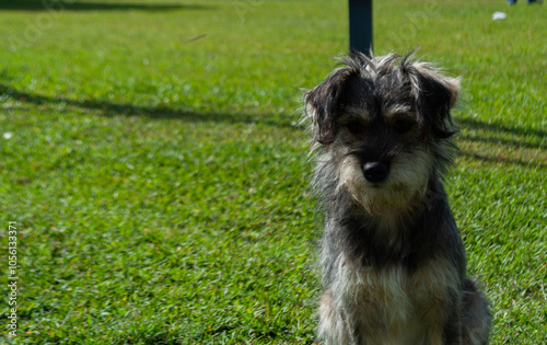 cute dog without breed posing for a photo, in a green area or park