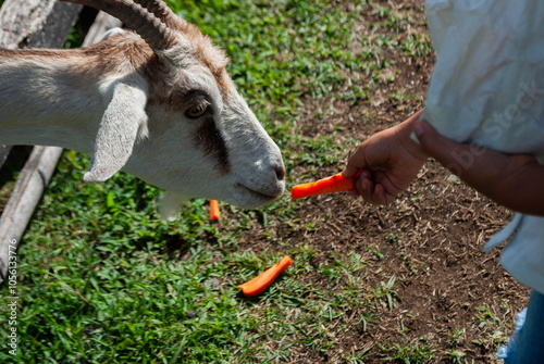 girl feeding a goat, inside a farmhouse, sunny day