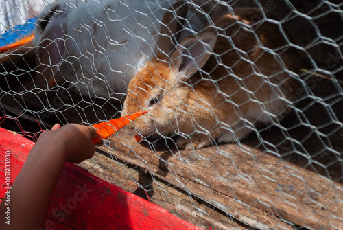 girl feeding rabbit on farm