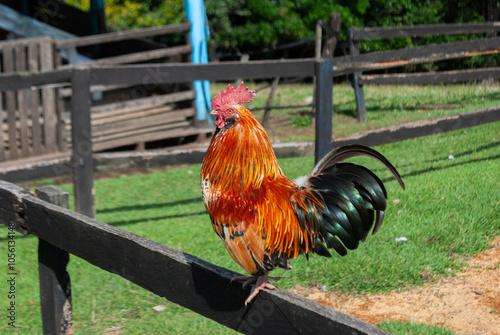 funny rooster running on top of a fence, on a farm