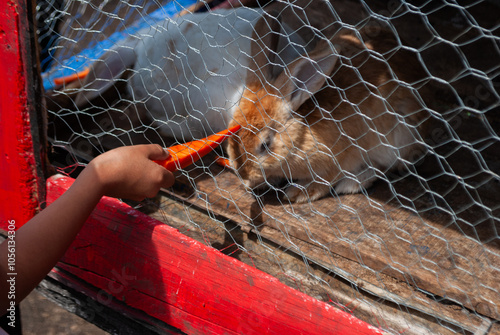 girl feeding rabbit on farm