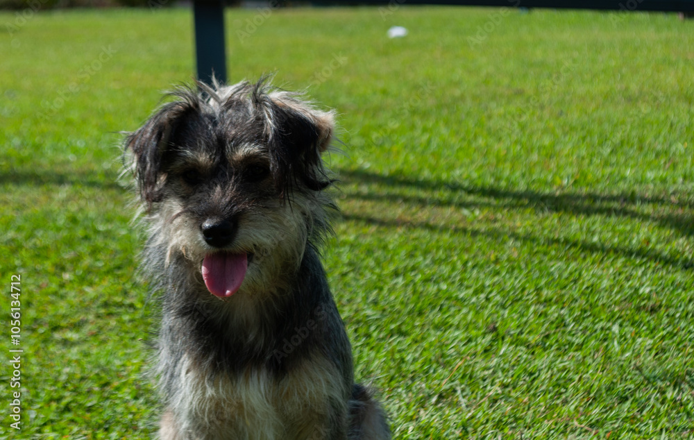 cute dog without breed posing for a photo, in a green area or park
