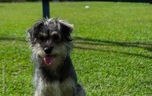 cute dog without breed posing for a photo, in a green area or park