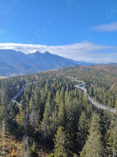 forest in the mountains