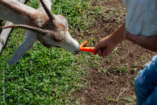 girl feeding a goat, inside a farmhouse, sunny day