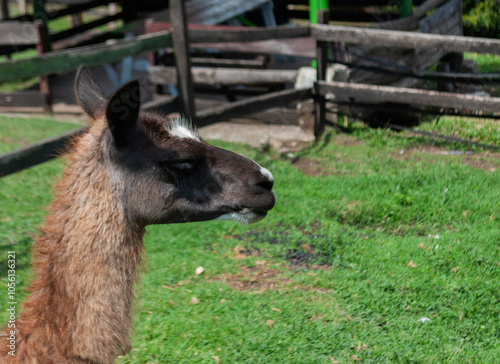 brown llama or lama, inside a farmhouse