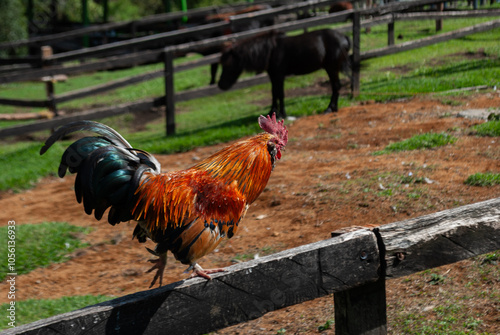 funny rooster running on top of a fence, on a farm