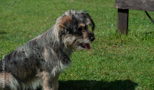 cute dog without breed posing for a photo, in a green area or park