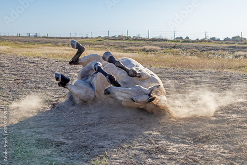 A White Horse Rolling In The Dirt Causing a Dust Cloud photo