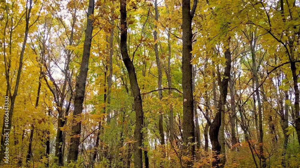 walk in autumn forest with yellow leaves on trees in the morning, against the background of gray cloudy sky
