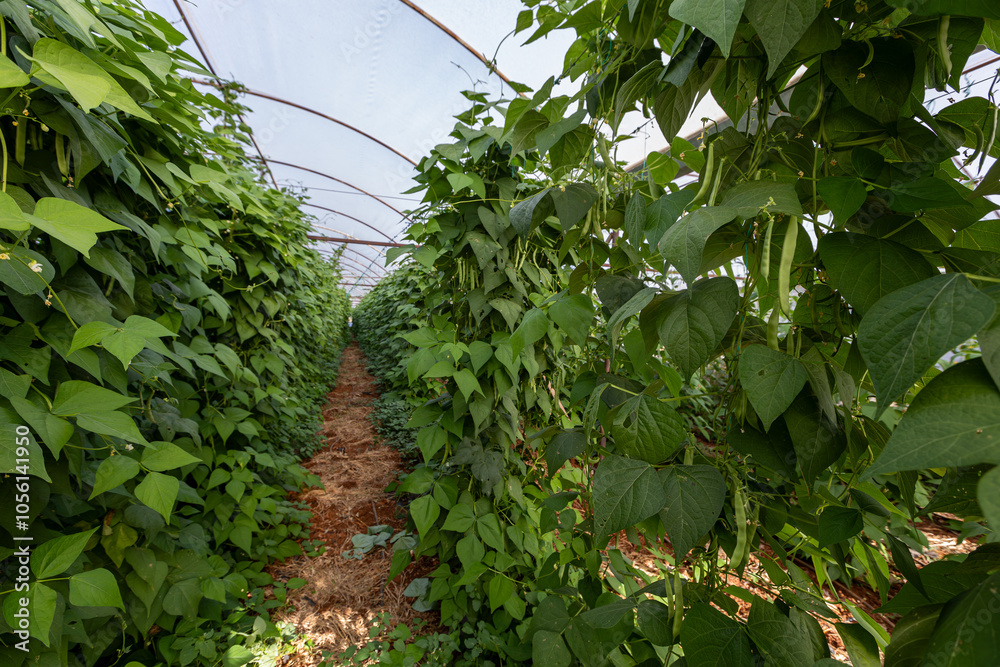 Organic green beans on the branch in the greenhouse of an organic farm.