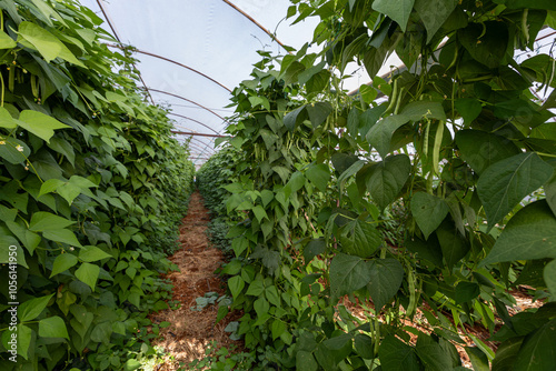 Obraz na płótnie Organic green beans on the branch in the greenhouse of an organic farm. w salonie