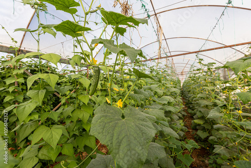Obraz na płótnie Fresh cucumbers in the greenhouse w salonie