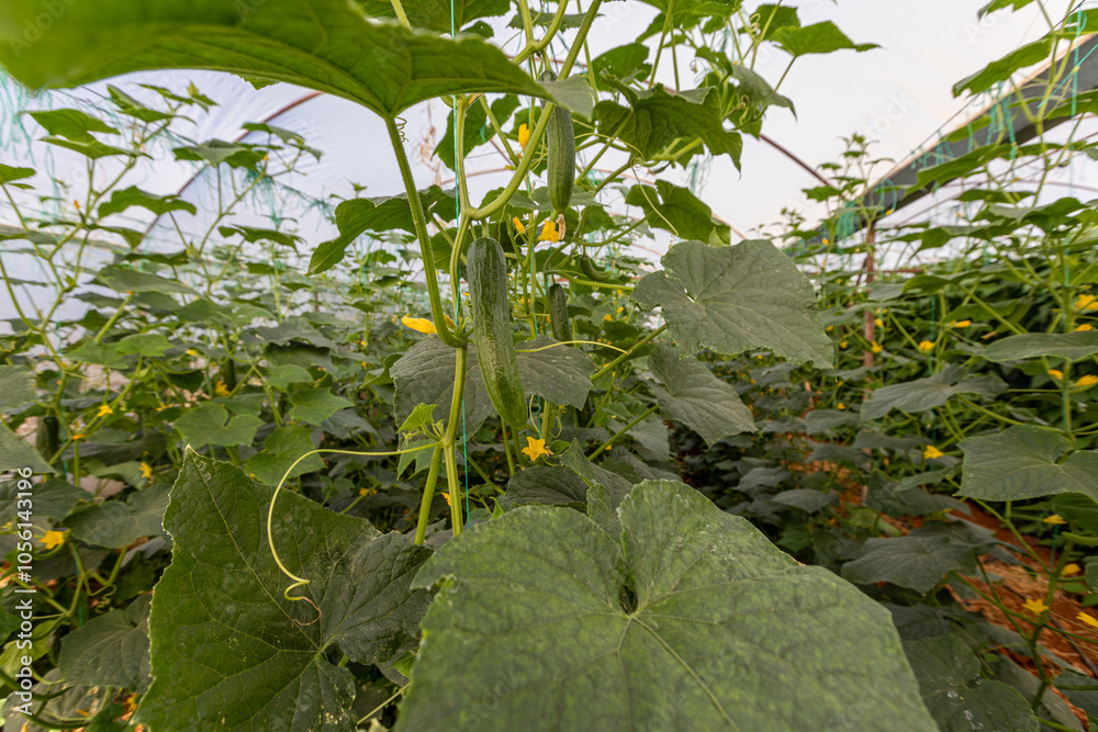 Fresh cucumbers in the greenhouse
