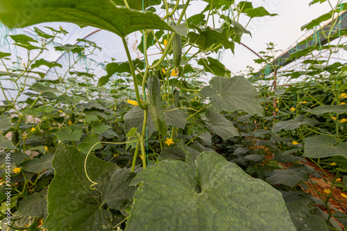 Obraz na płótnie Fresh cucumbers in the greenhouse w salonie
