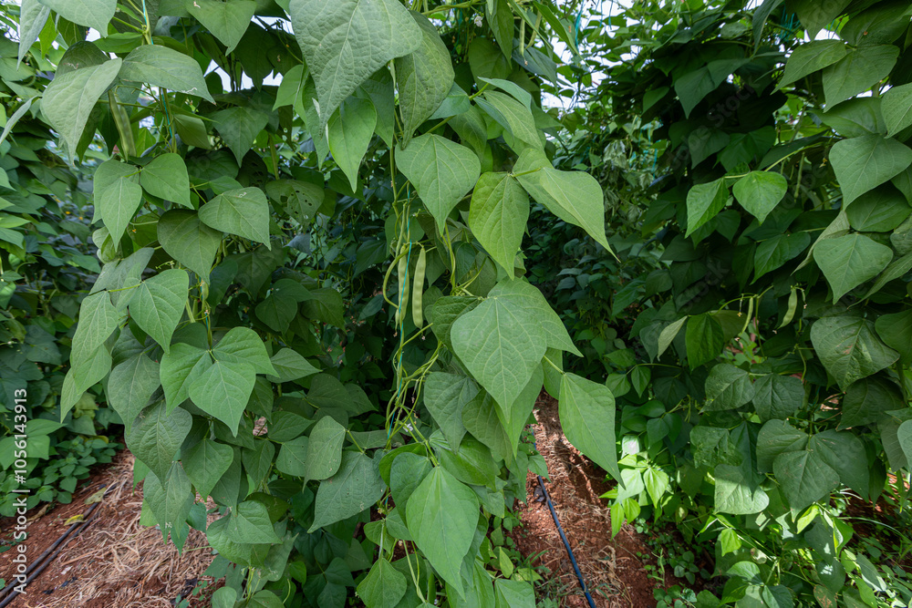 Organic green beans on the branch in the greenhouse of an organic farm.