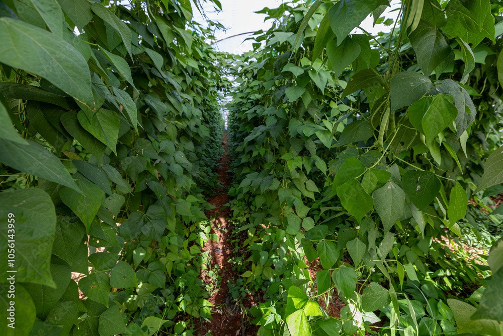 Organic green beans on the branch in the greenhouse of an organic farm.