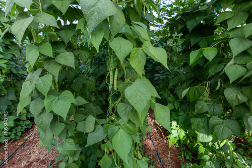 Obraz na płótnie Organic green beans on the branch in the greenhouse of an organic farm. w salonie