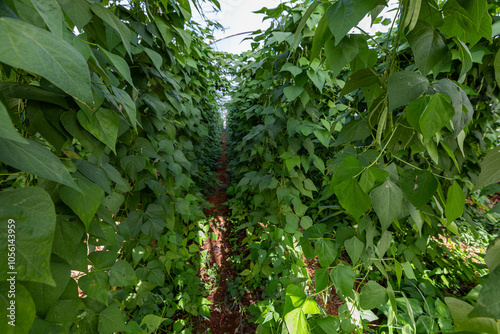 Obraz na płótnie Organic green beans on the branch in the greenhouse of an organic farm. w salonie