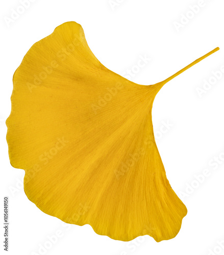 Close-up one large yellow leaf of Ginko biloba on a transparent background.