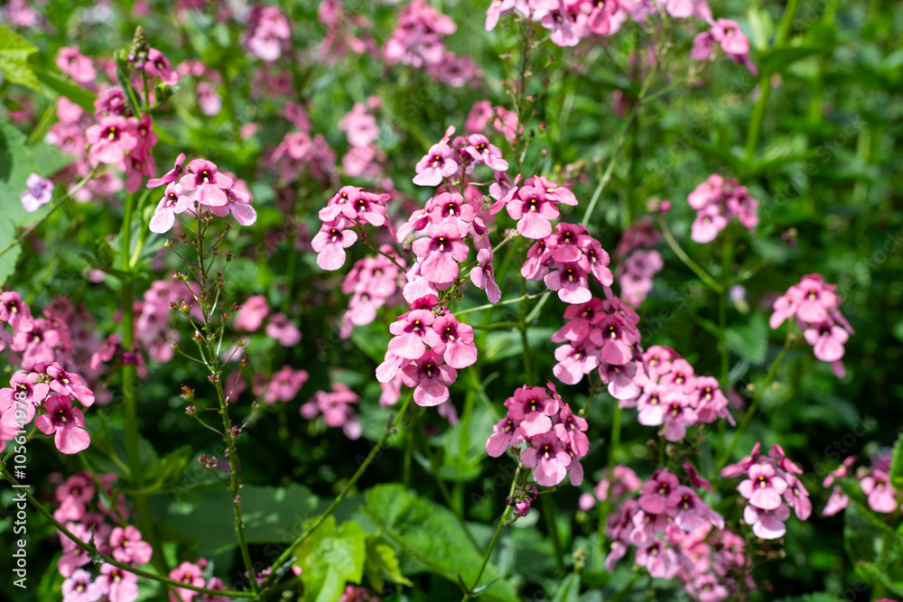 Diascia personata flowers in bloom Diascia personata flowers in bloom