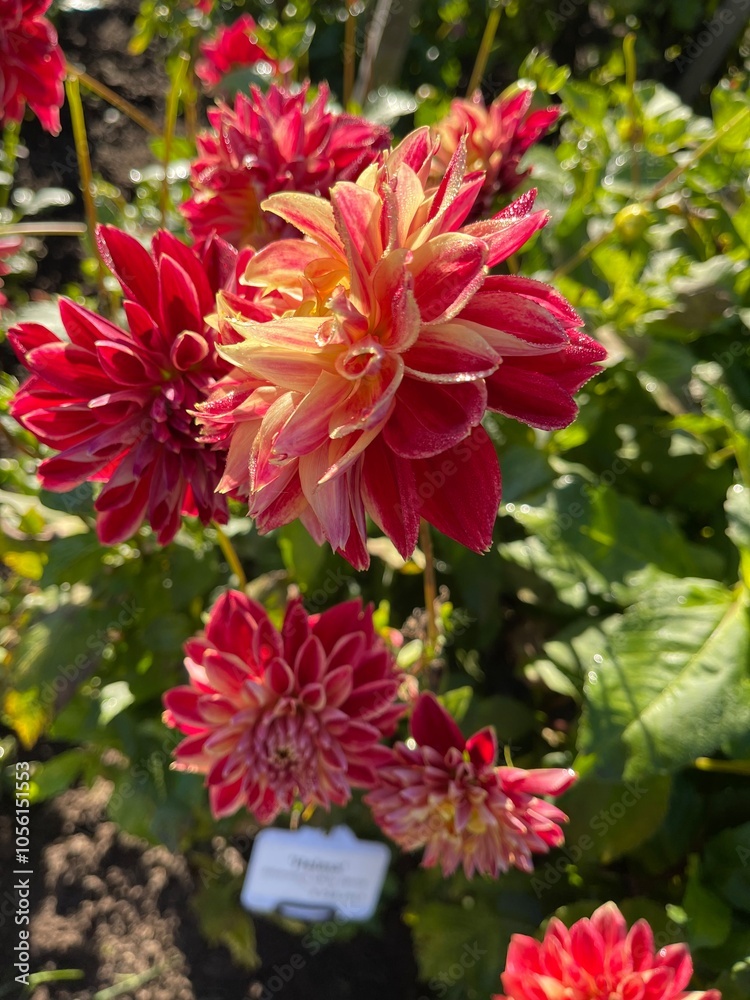 red dahlia flower red dahlia flower